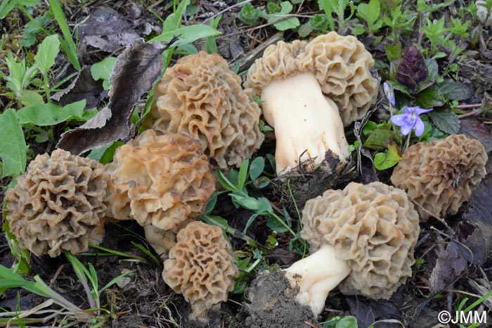 Morchella esculenta = Morchella rotunda = Morchella esculenta var. rotunda