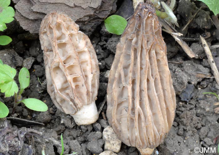 Morchella rufobrunnea