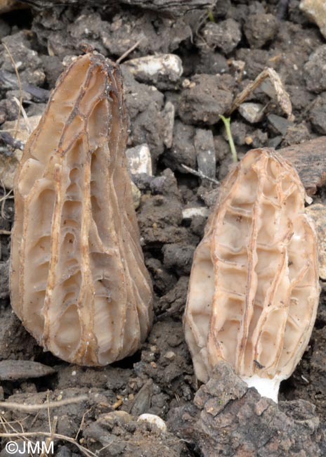 Morchella rufobrunnea