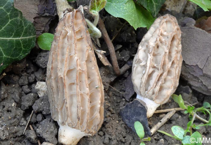 Morchella rufobrunnea