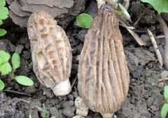 Morchella rufobrunnea