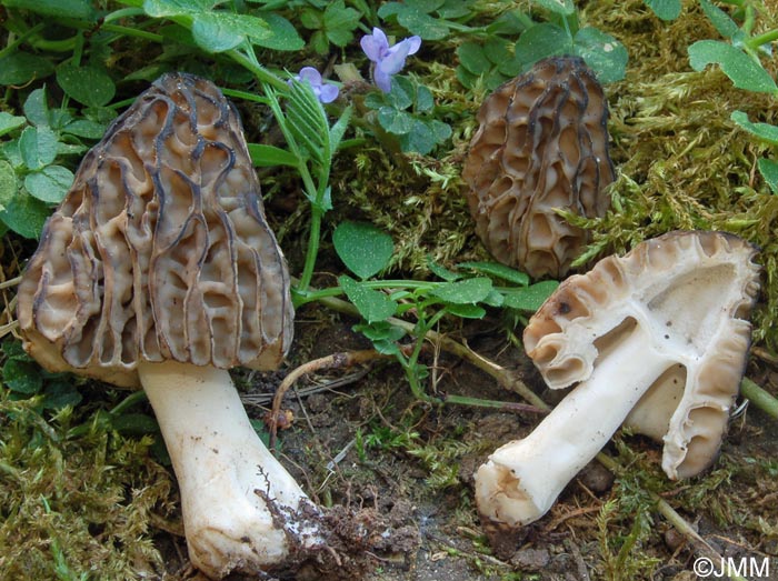 Morchella semilibera = Mitrophora semilibera = Morchella gigas