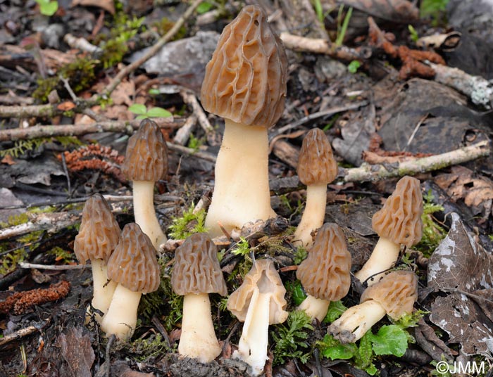 Morchella semilibera = Mitrophora semilibera = Morchella gigas