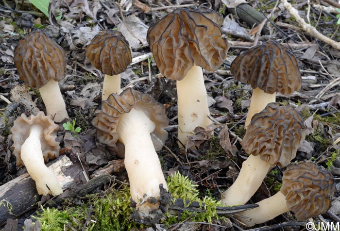 Morchella semilibera = Mitrophora semilibera = Morchella gigas