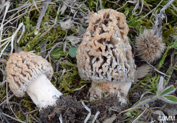 Morchella steppicola