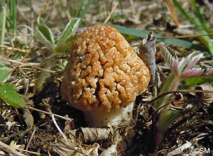 Morchella steppicola