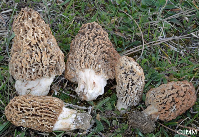 Morchella steppicola