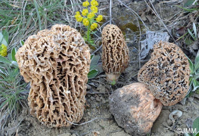 Morchella steppicola