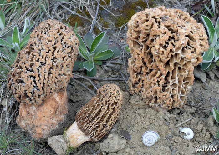 Morchella steppicola