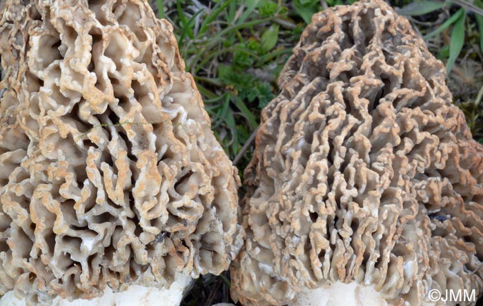 Morchella steppicola