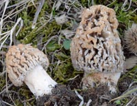 Morchella steppicola