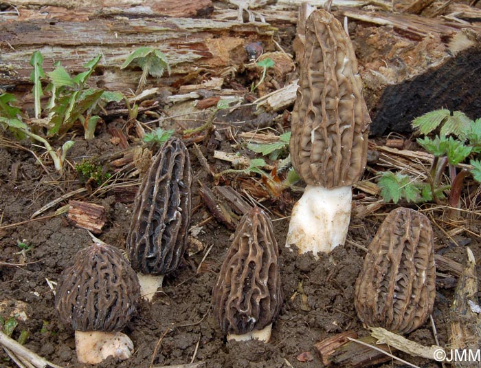 Morchella tridentina = Morchella elatoides = Morchella quercus-ilicis = Morchella conica var. pseudoeximia = Morchella frustrata