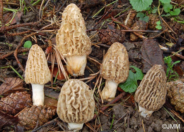 Morchella tridentina = Morchella elatoides = Morchella quercus-ilicis = Morchella conica var. pseudoeximia = Morchella frustrata