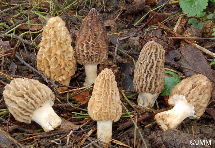 Morchella tridentina = Morchella elatoides = Morchella quercus-ilicis = Morchella conica var. pseudoeximia = Morchella frustrata