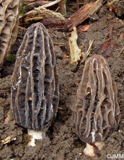 Morchella tridentina = Morchella elatoides = Morchella quercus-ilicis = Morchella conica var. pseudoeximia = Morchella frustrata