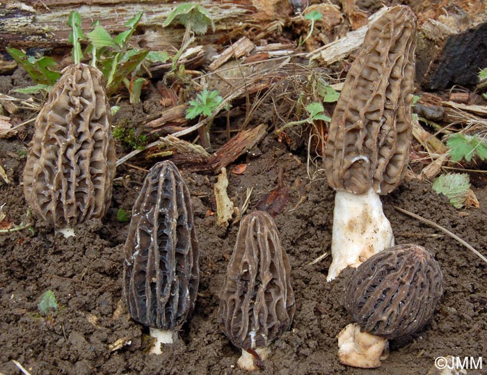 Morchella tridentina = Morchella elatoides = Morchella quercus-ilicis = Morchella conica var. pseudoeximia = Morchella frustrata