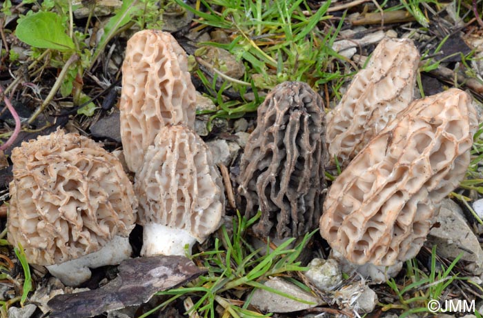 Morchella tridentina = Morchella elatoides = Morchella quercus-ilicis = Morchella conica var. pseudoeximia = Morchella frustrata