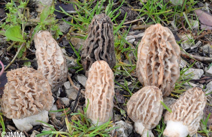 Morchella tridentina = Morchella elatoides = Morchella quercus-ilicis = Morchella conica var. pseudoeximia = Morchella frustrata