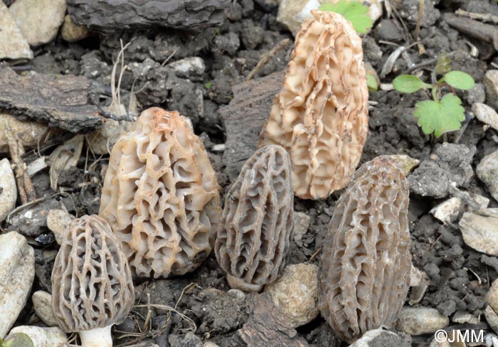 Morchella tridentina = Morchella elatoides = Morchella quercus-ilicis = Morchella conica var. pseudoeximia = Morchella frustrata