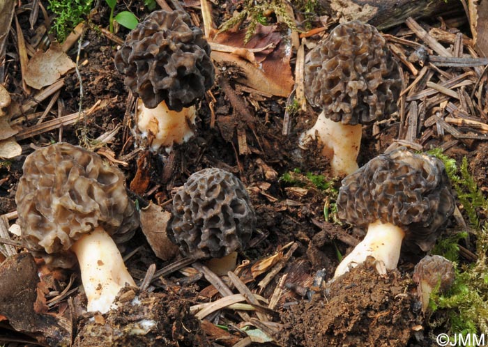 Morchella umbrina