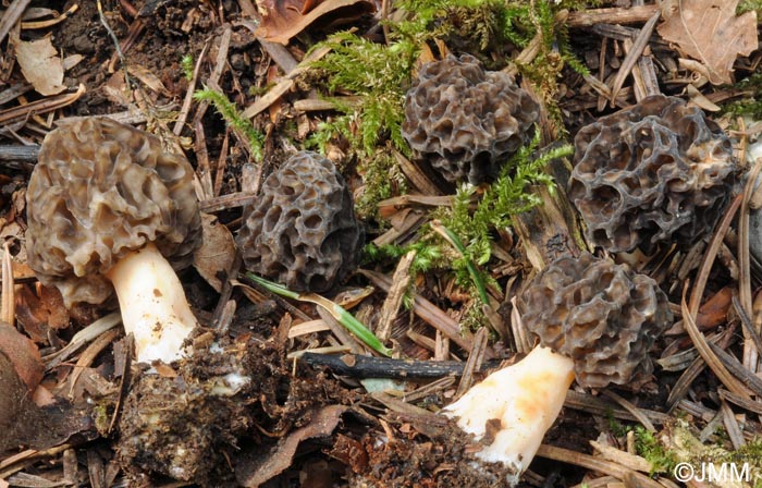 Morchella umbrina