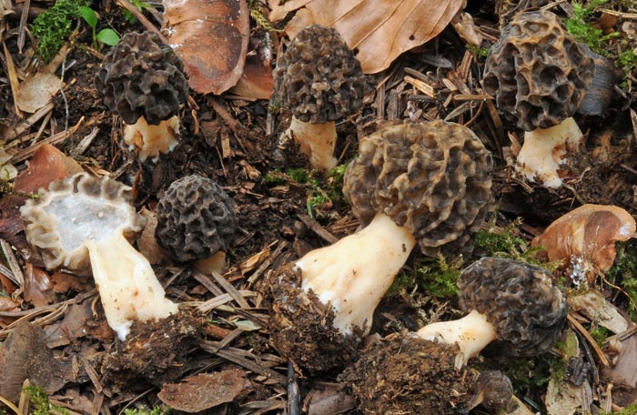 Morchella umbrina