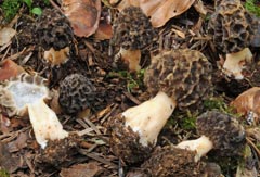 Morchella umbrina