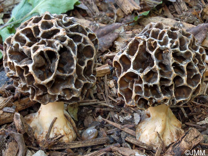 Morchella esculenta var. umbrinoides