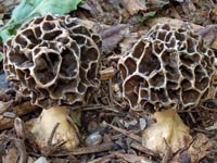 Morchella umbrinoides