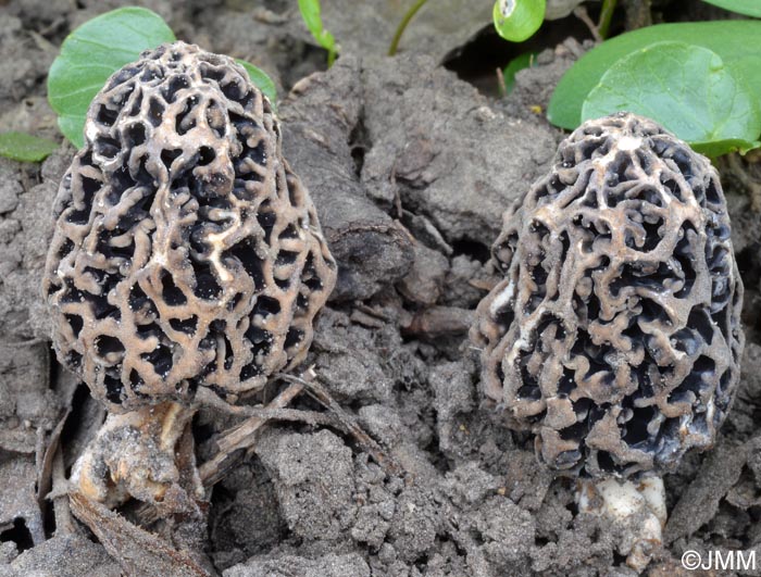 Morchella vulgaris