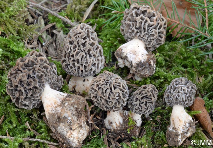 Morchella vulgaris