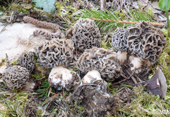 Morchella vulgaris