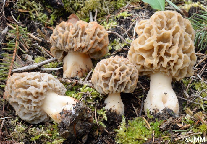 Morchella vulgaris