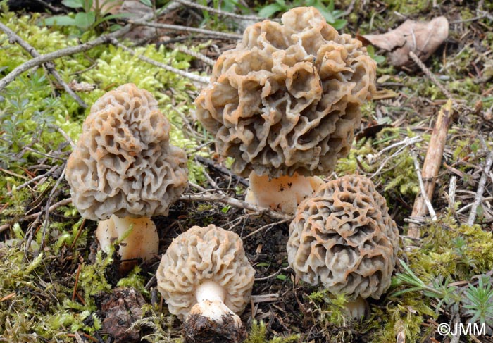 Morchella vulgaris