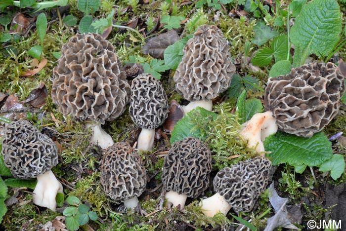 Morchella vulgaris = Morchella spongiola = Morchella esculenta var. vulgaris