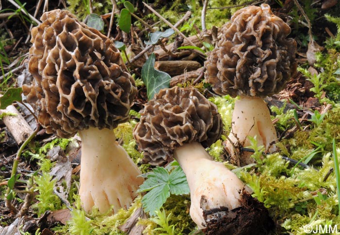 Morchella vulgaris