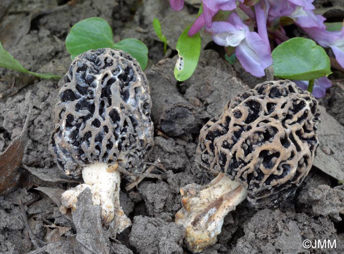 Morchella vulgaris