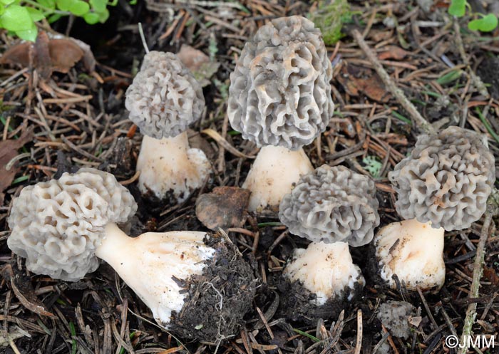 Morchella vulgaris