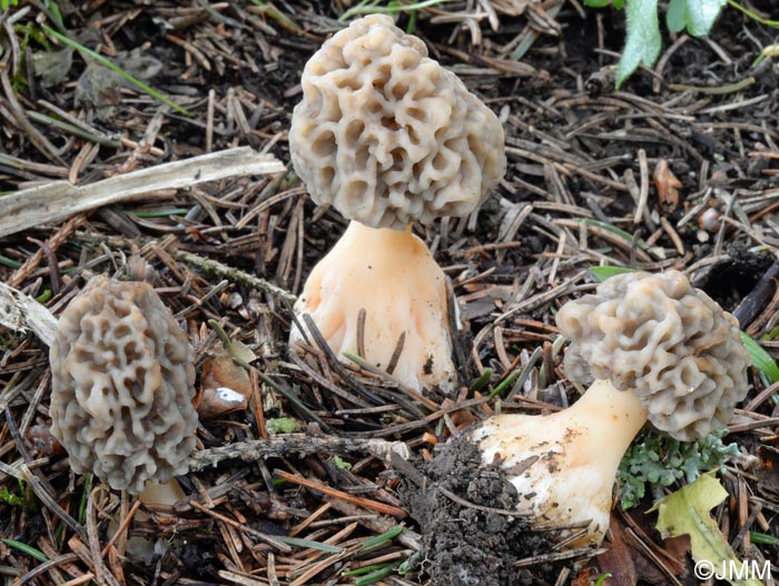 Morchella vulgaris