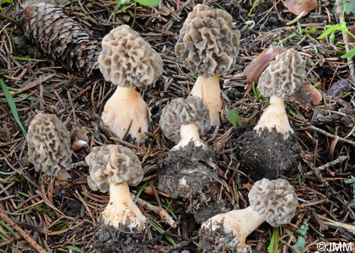 Morchella vulgaris