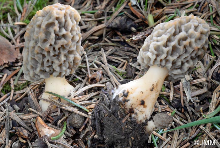 Morchella vulgaris