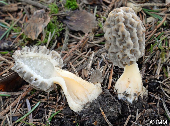 Morchella vulgaris