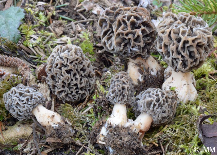 Morchella vulgaris