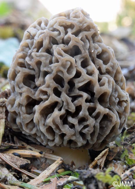 Morchella vulgaris