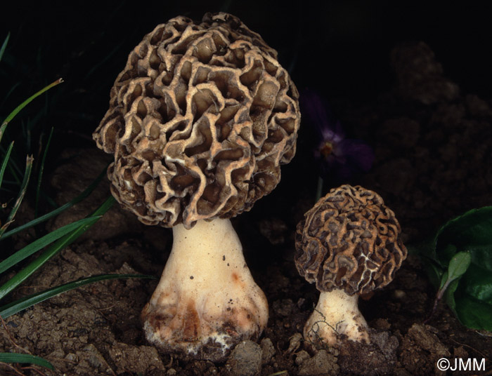 Morchella vulgaris = Morchella vulgaris var. aucupariae