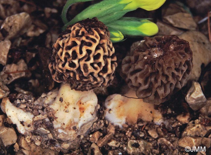 Morchella vulgaris = Morchella vulgaris var. aucupariae