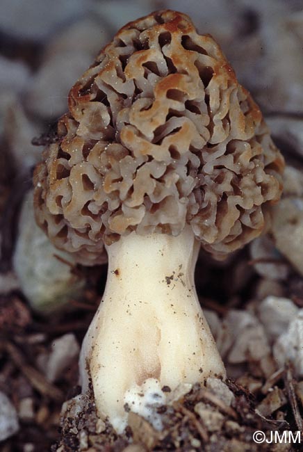 Morchella vulgaris = Morchella vulgaris var. aucupariae