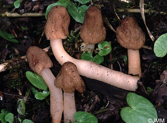 Verpa digitaliformis = Verpa conica