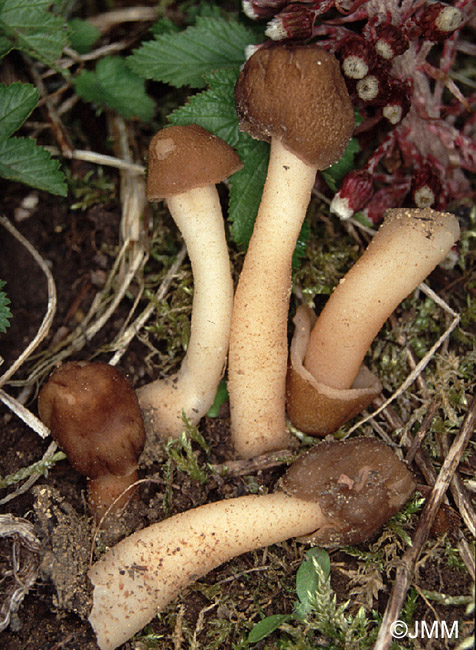 Verpa digitaliformis = Verpa conica