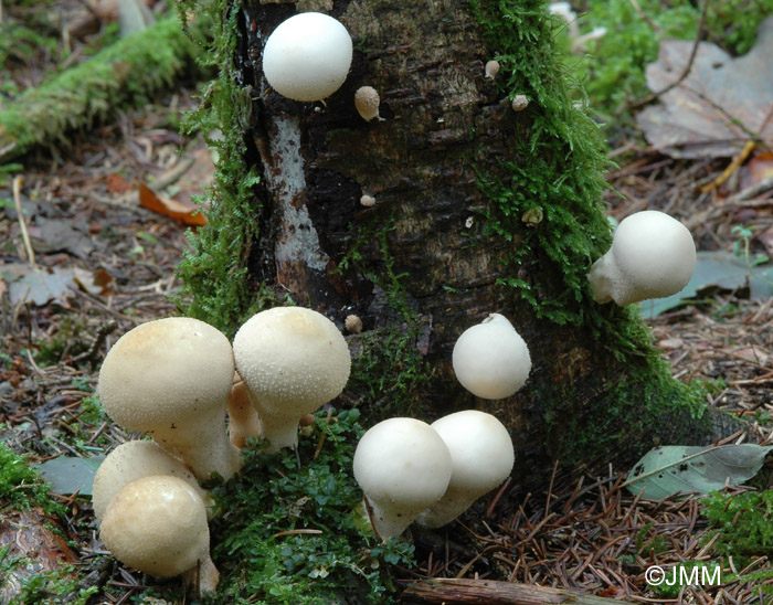 Apioperdon pyriforme = Morganella pyriformis = Lycoperdon pyriforme